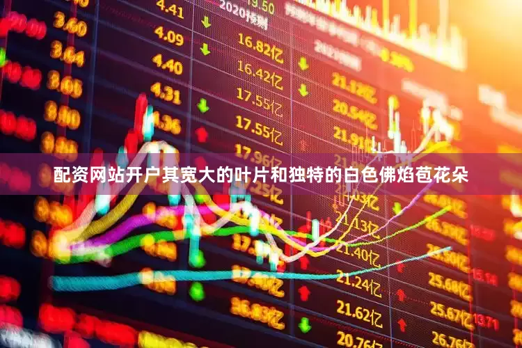 配资网站开户其宽大的叶片和独特的白色佛焰苞花朵